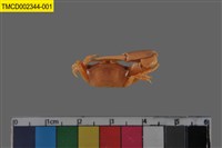 藏品(乳白南方招潮蟹)的圖片